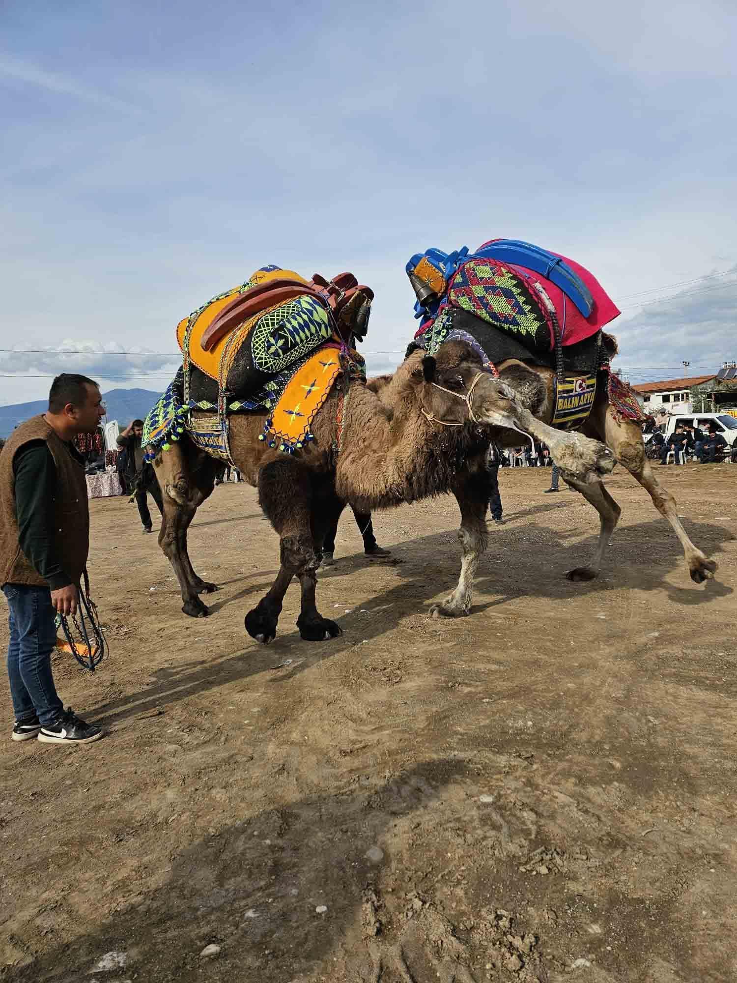 Develere antrenman güreşi