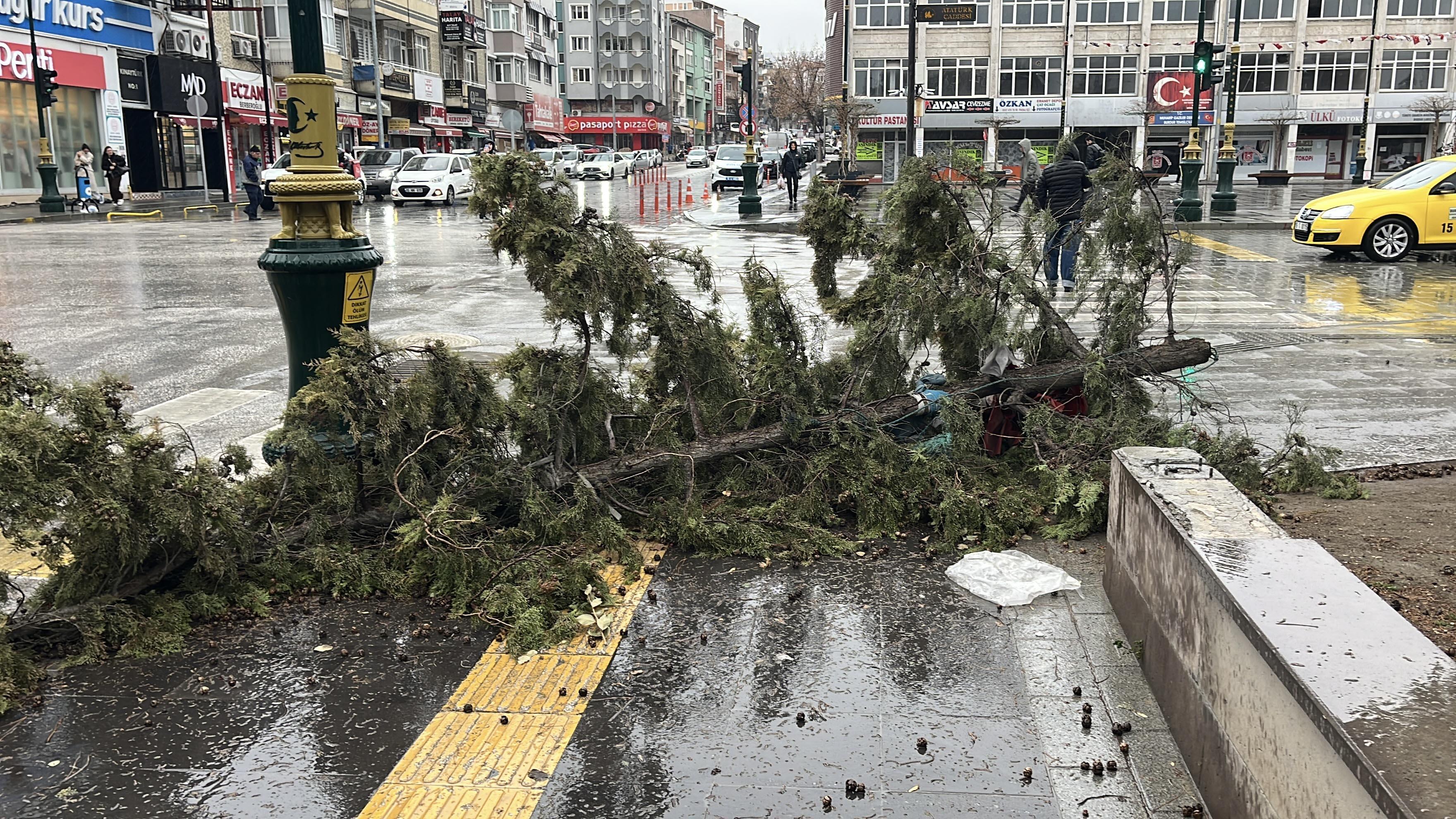 Kuvvetli rüzgar ağacı devirdi