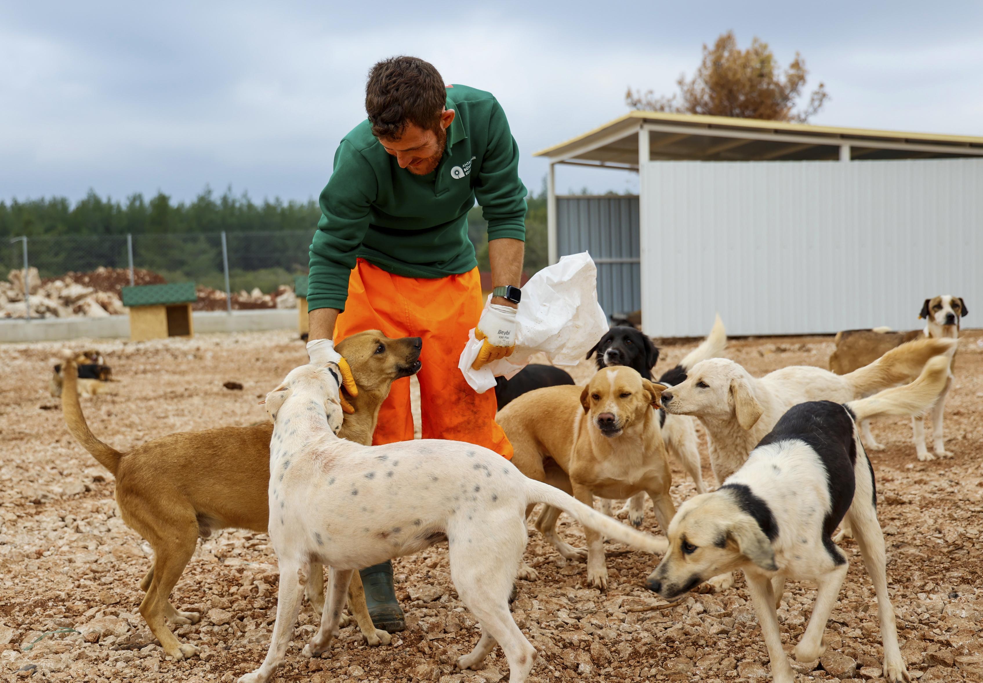 Büyükşehir’den sokak köpeklerine özel yaşam alanı