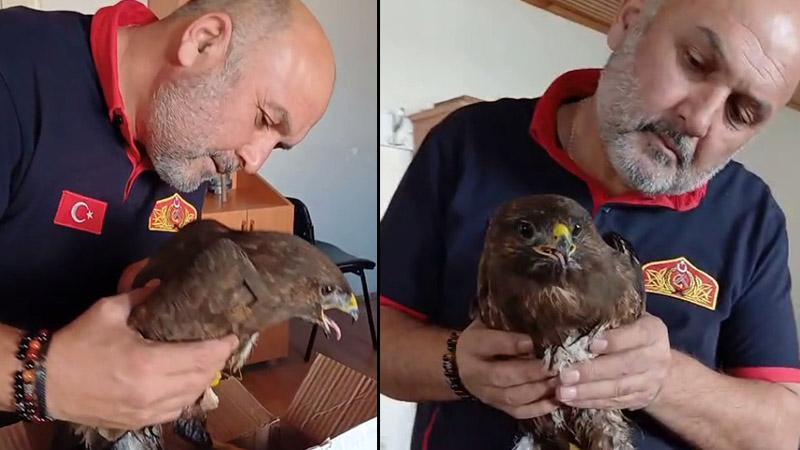 Giresun’da yaralı bulunan şahin, koruma altına alındı