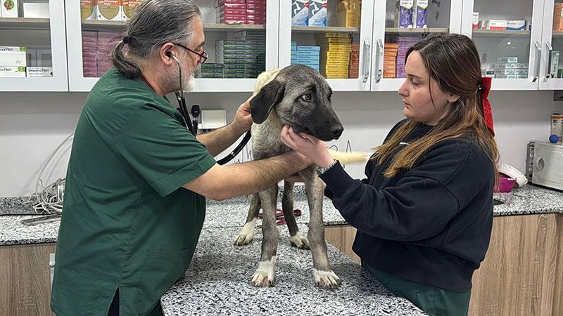 Ordu’da 10 gün içerisinde 3 sokak köpeği ‘domuz kurşunu’ ile vuruldu