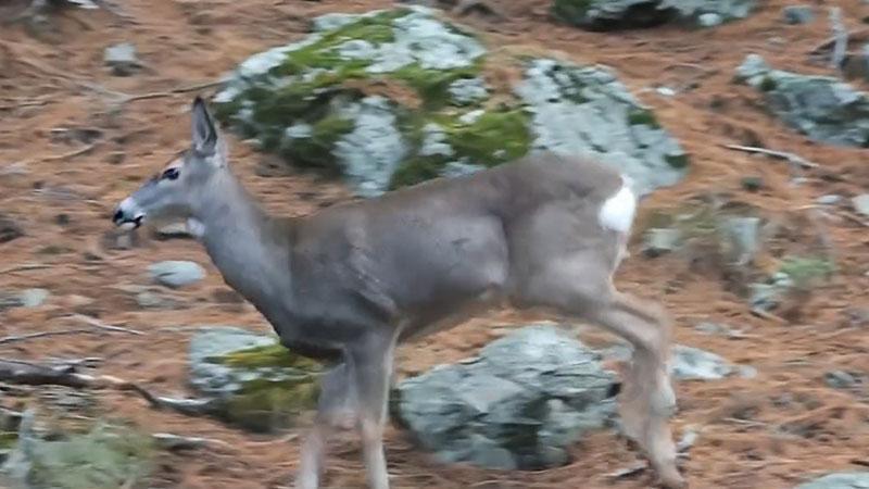 Ormanda dolaşan karaca fotokapanla görüntülendi