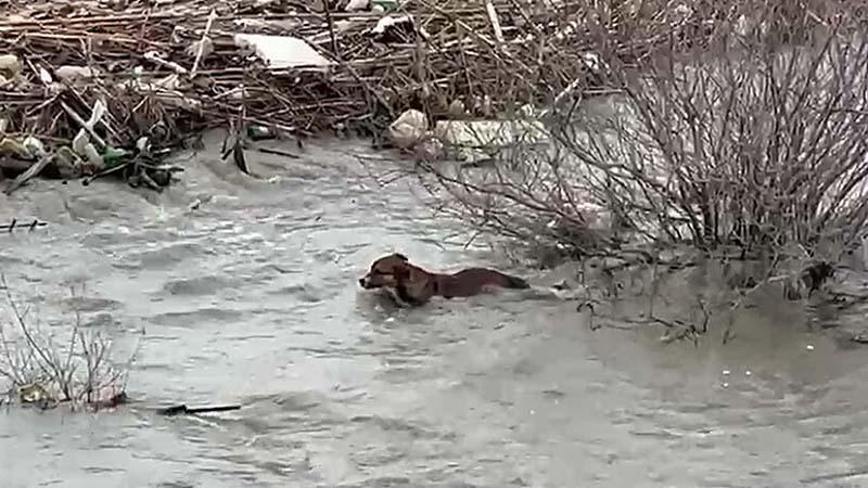 Köprüden nehre düşen sokak köpeği, yüzerek kıyıya ulaştı