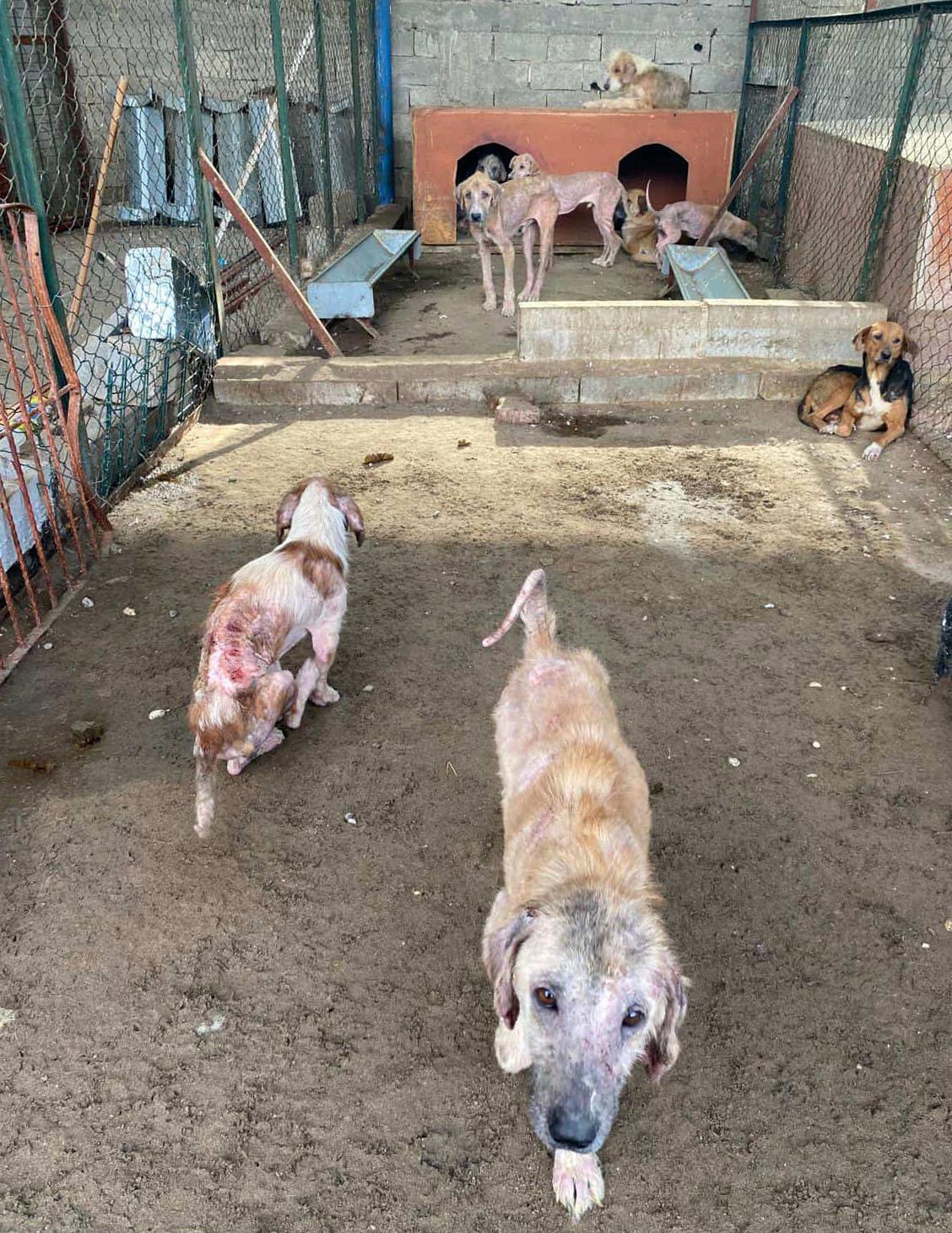 Barınaktaki tepki çeken görüntülere soruşturma