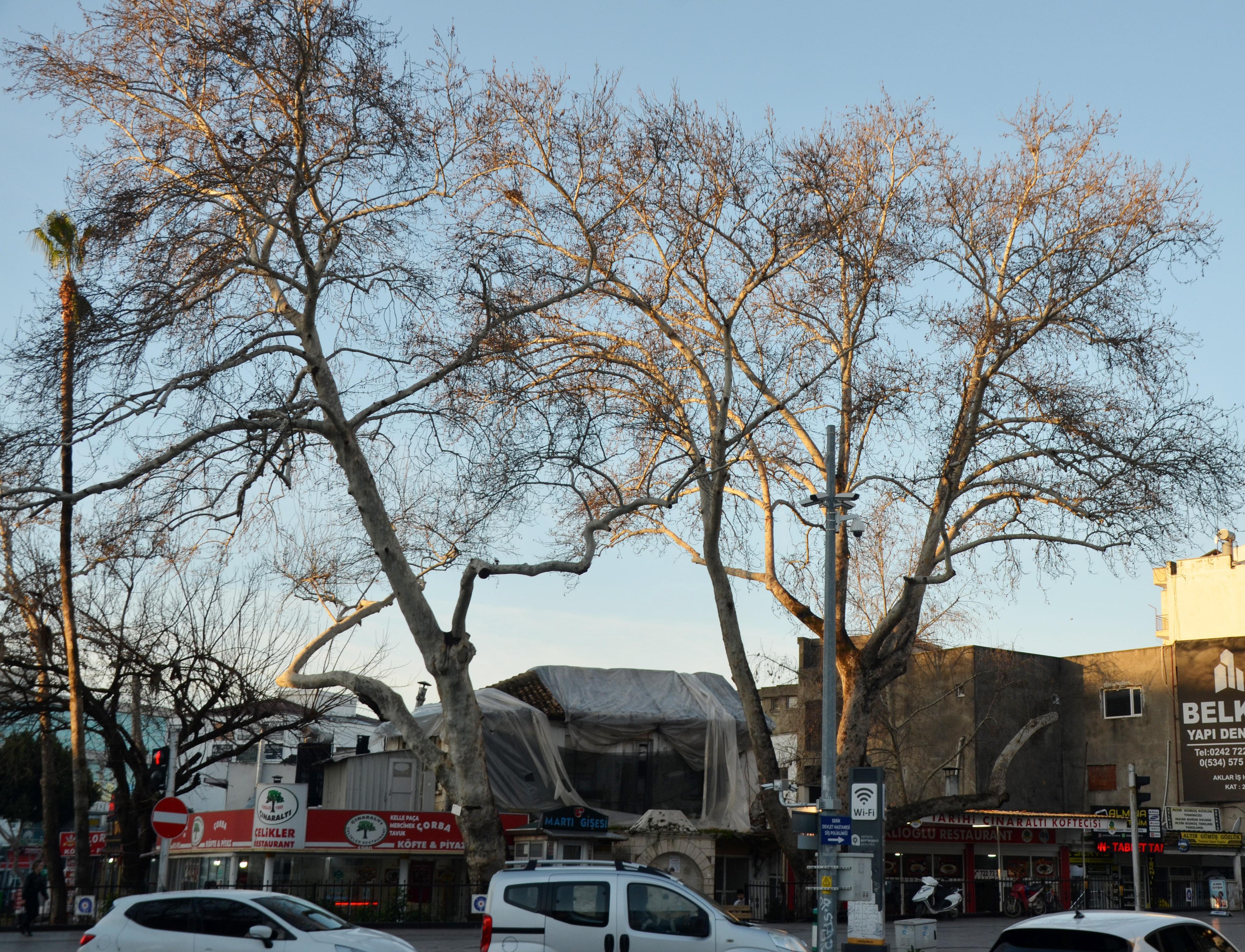 Serik’in simgesi çınarlar korumaya alındı