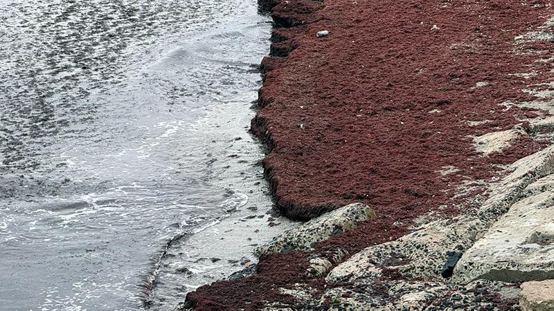 Tekirdağ’da deniz kıyıları kırmızı renge büründü