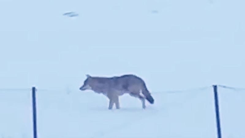 Yalnızçam Dağları’nda 3 ayaklı kurdun yaşam mücadelesi