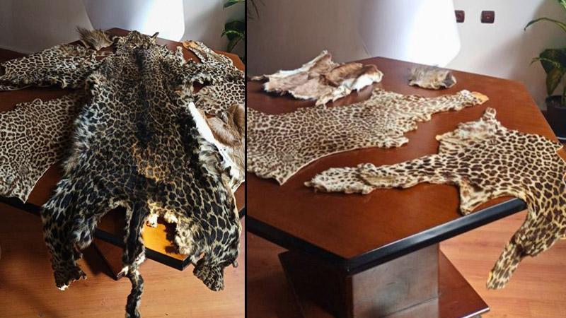 Çukurova’da yasa dışı yaban hayvanı ürünleri ele geçirildi