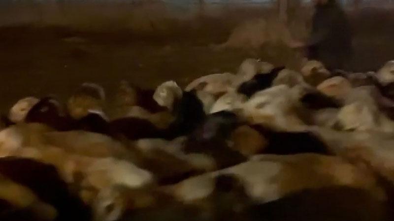 Kayseri’de su baskını riskine karşı 200 hayvan tahliye edildi