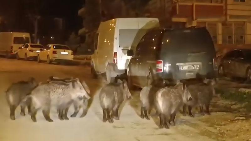 Hatay’da yaban domuzu sürüsü yerleşim yerine indi