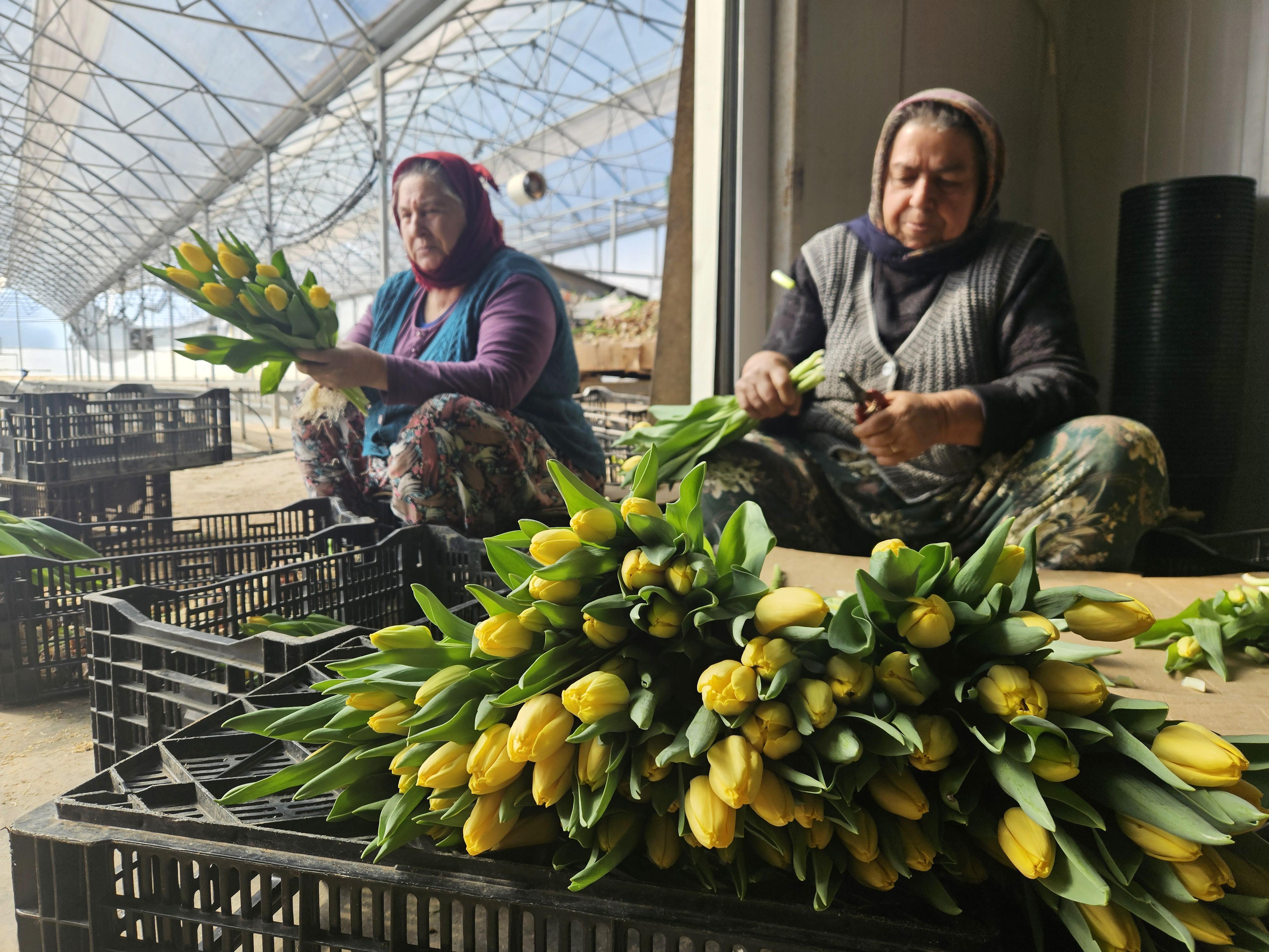 Kadınlar Günü’ne özel suda lale üretimi