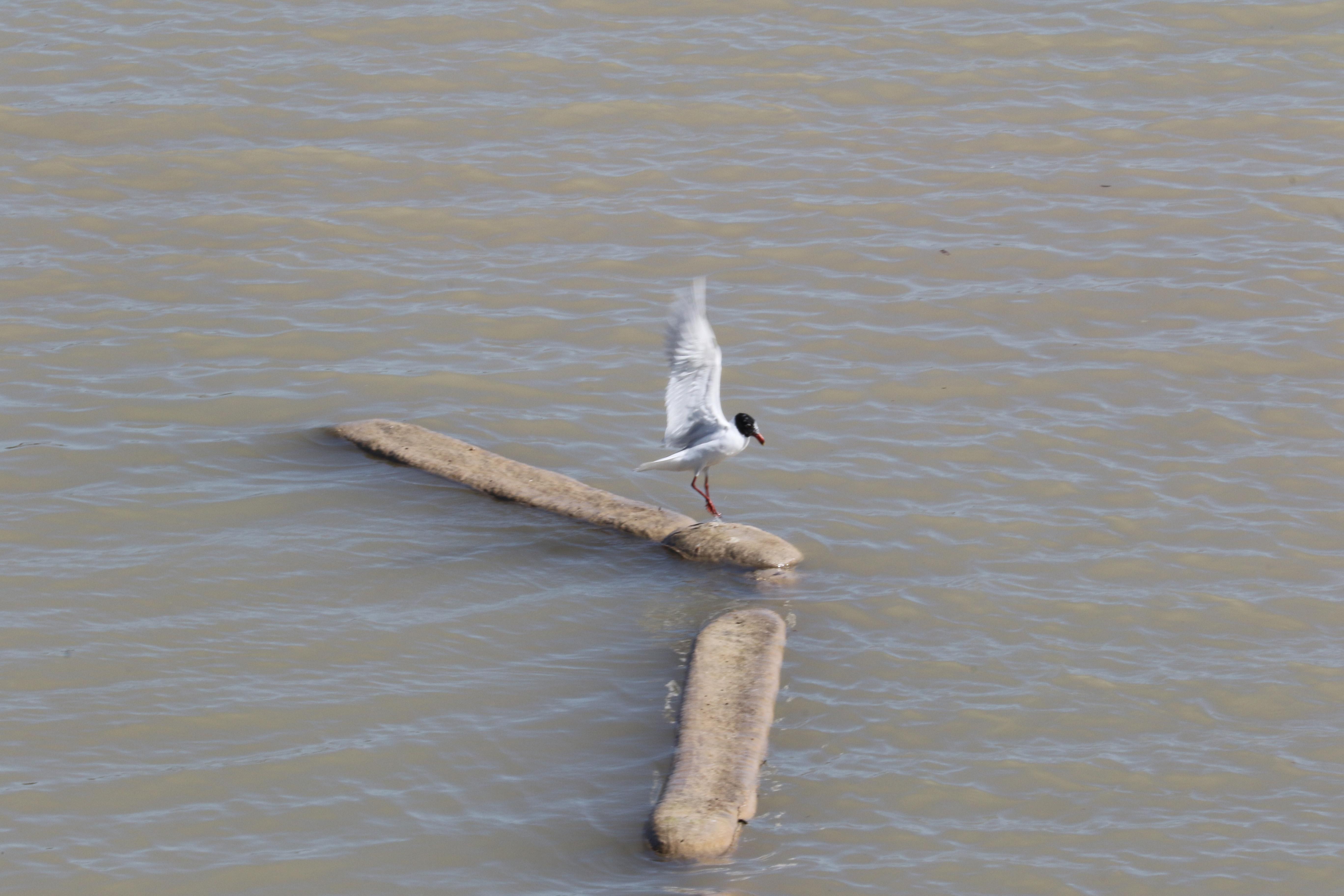 Ayağına misina dolanan martıyı itfaiye eri kurtardı
