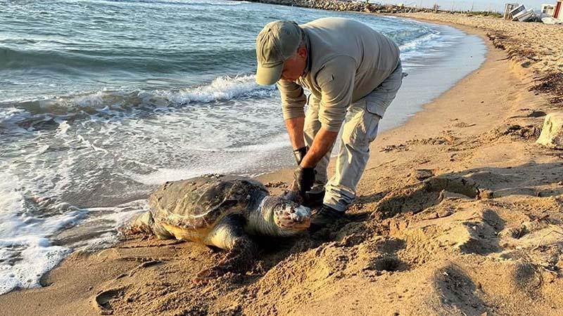 Kuşadası’nda aynı gün 3 deniz kaplumbağası ölü bulundu Kuşadası’nda aynı gün 3 deniz kaplumbağası ölü bulundu