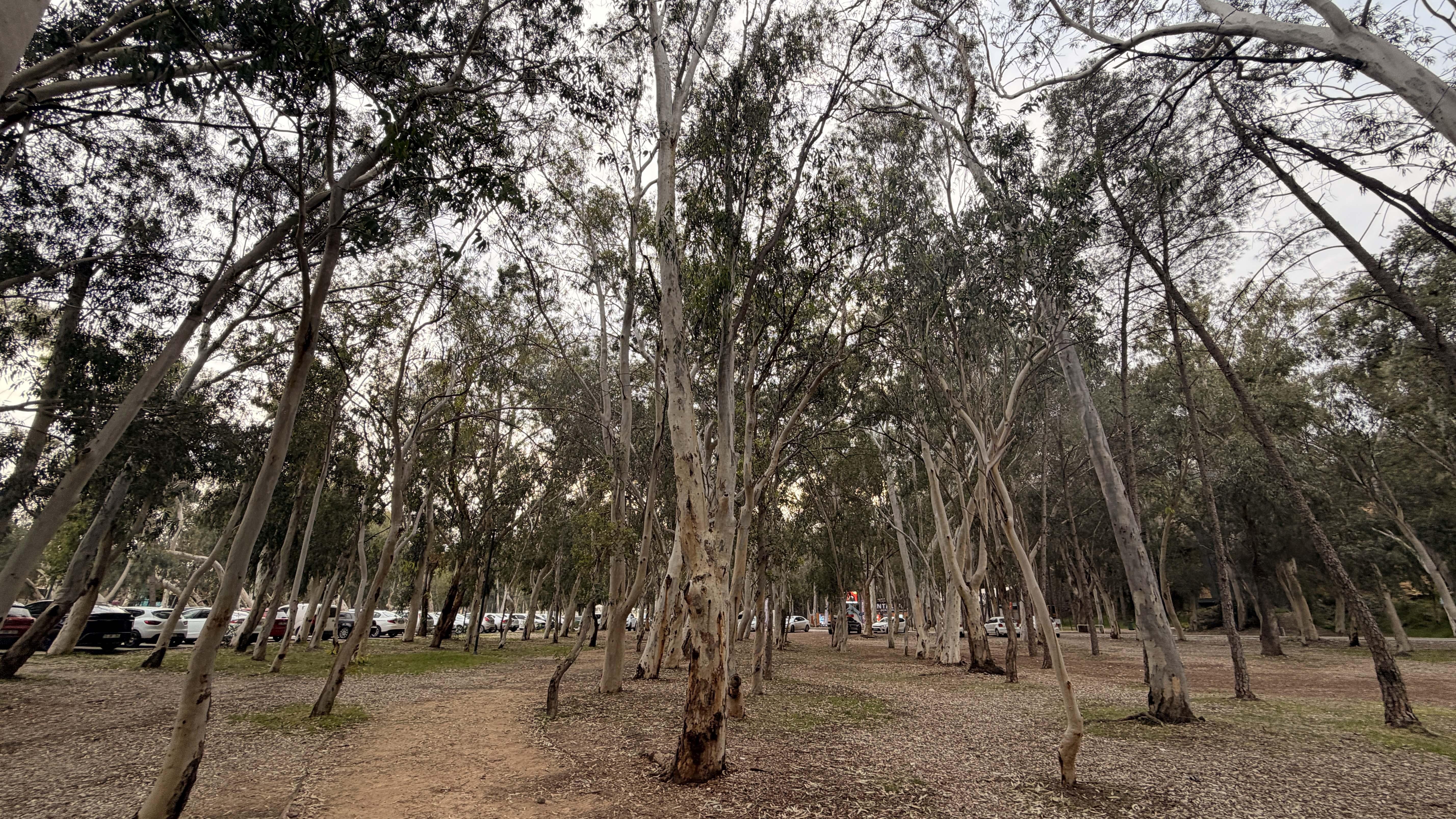 ‘Okaliptüs ağaçlarının hepsi köklenmeli