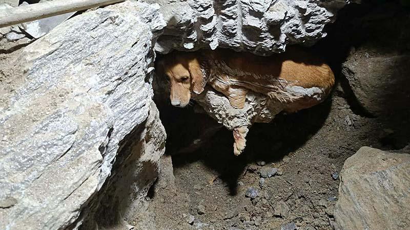 Kuruyan betonda mahsur kalan ‘Paris’, 7 saat sonra özgürlüğüne kavuştu