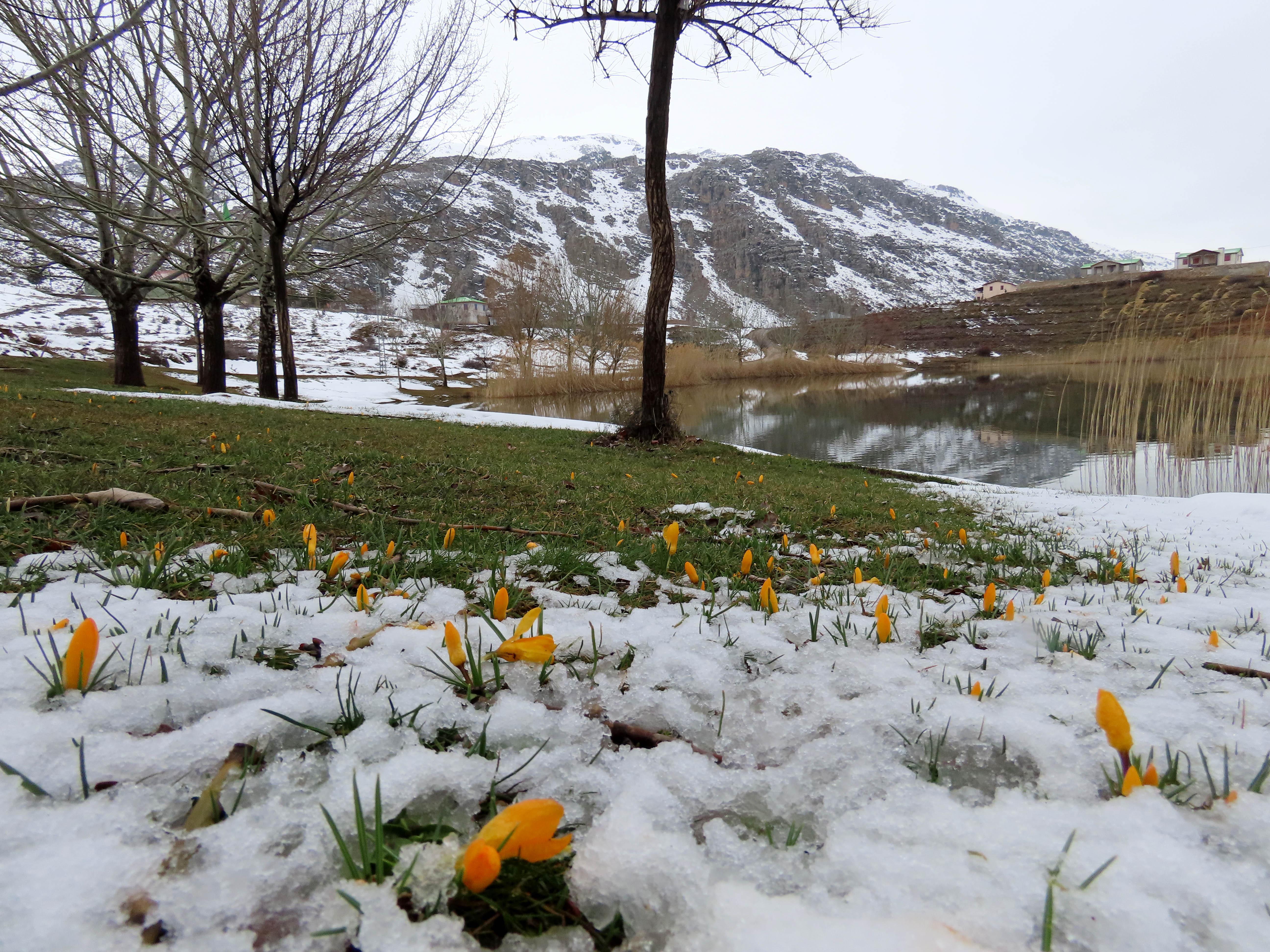 Yaylalarda karlar erimeye başladı, bahar çiçekleri açtı