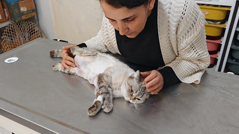 Meme kanseri olan kediden 330 gram tümör temizlendi