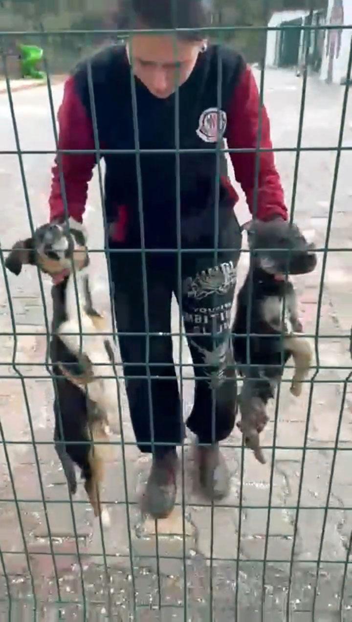 Bucak’taki hayvan barınağı iddialarına soruşturma