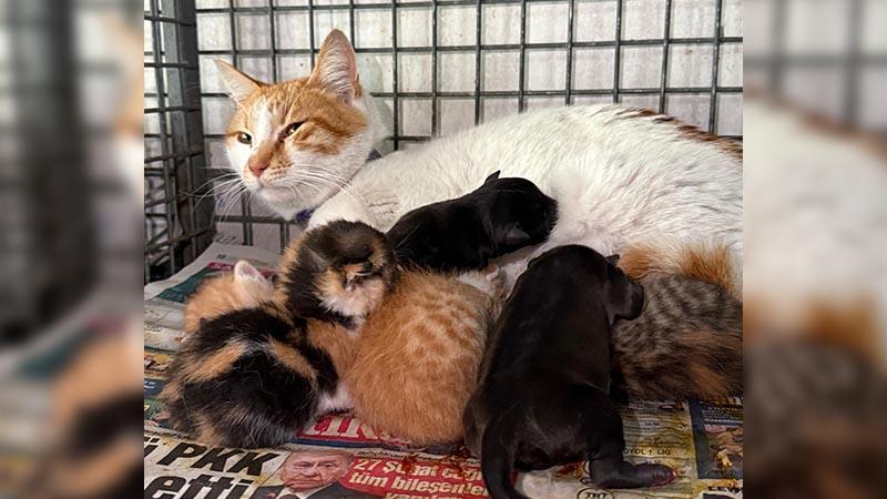 Gebe köpek öldü, yavrulara anne kedi sahip çıktı Gebe köpek öldü, yavrulara anne kedi sahip çıktı