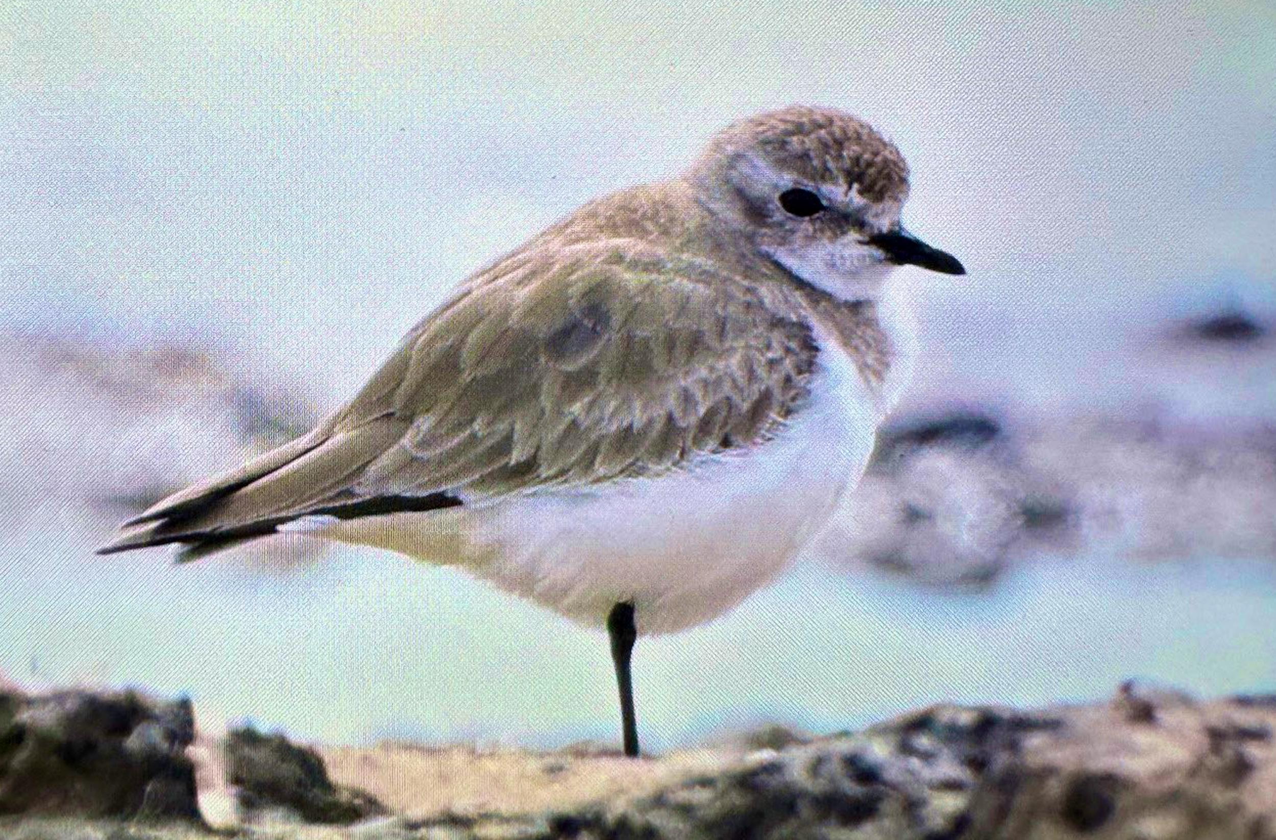 Antalya’da renkli bahar göçü; 3 günde 103 tür