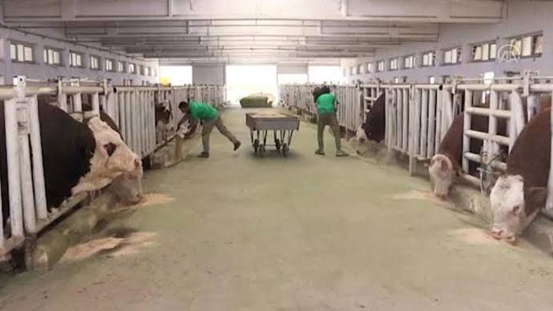 Malatya TİGEM’de şap hastalığı; bölge karantinada