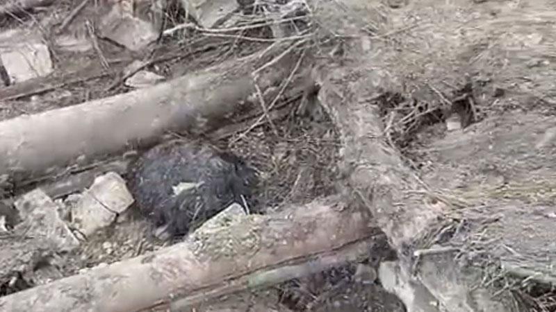 Van’da ahır çöktü; 20 küçükbaş öldü