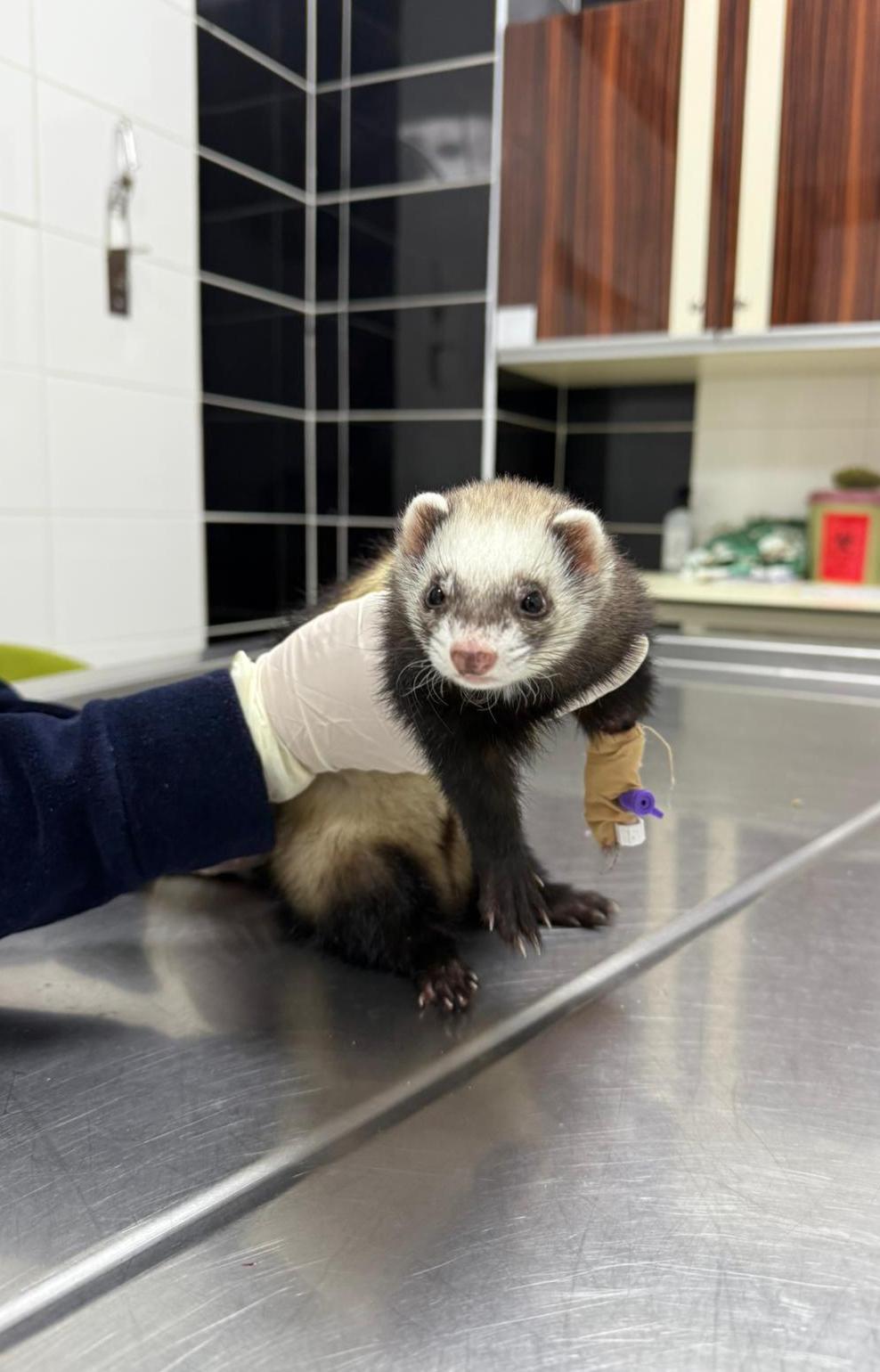 Gelincik sağlığına kavuşturuldu