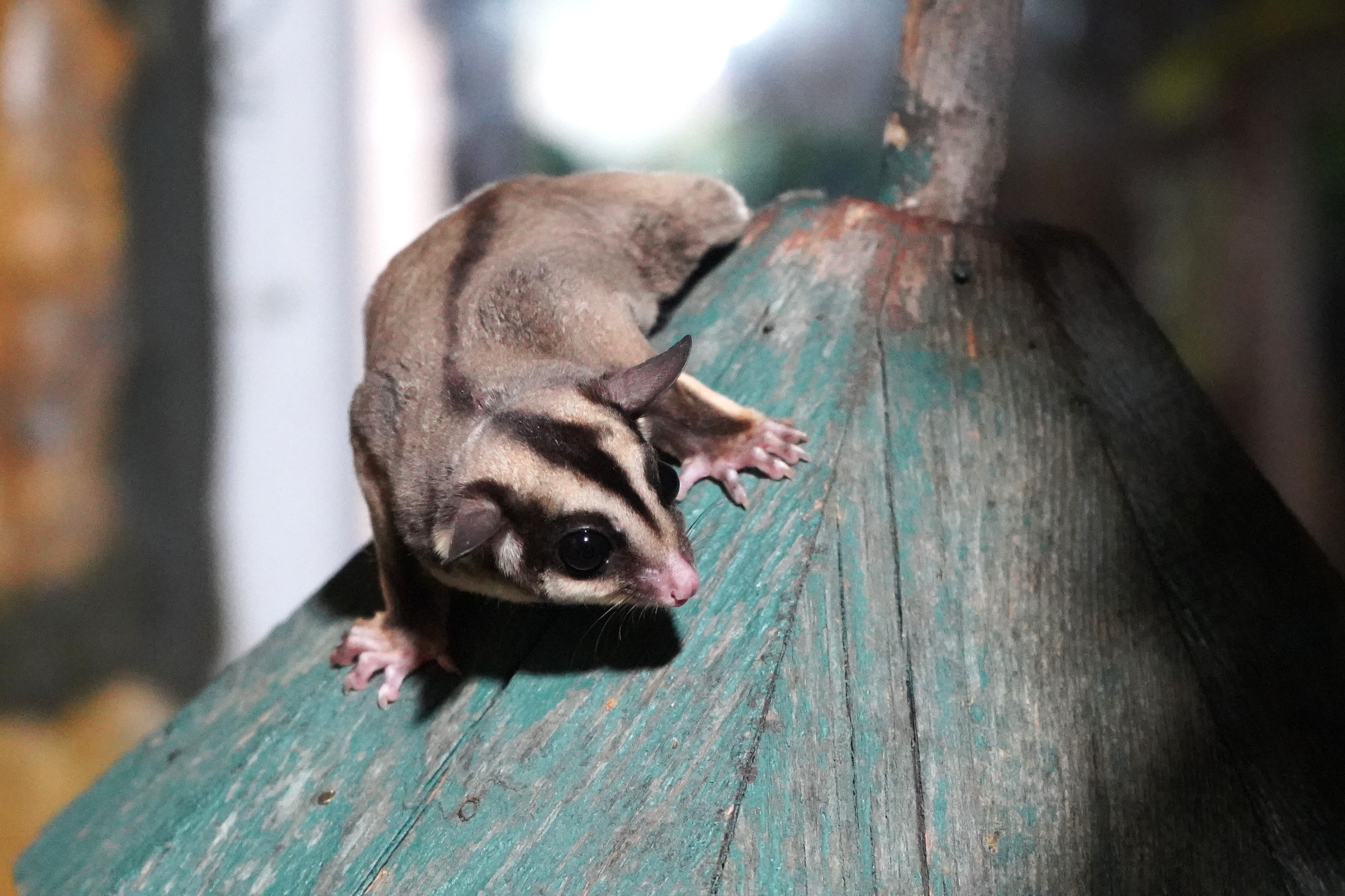 Kaçak bakılan 33 ‘uçan sincap’ rehabilitasyona alındı