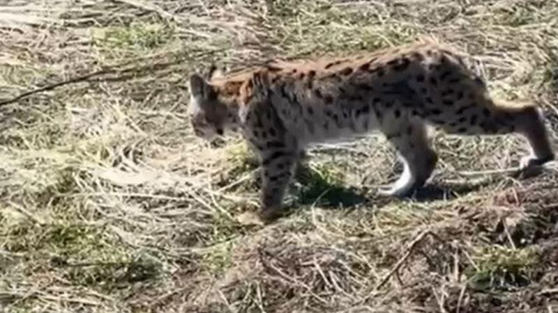 Ormanın hayaleti vaşağın çığlığı kamerada