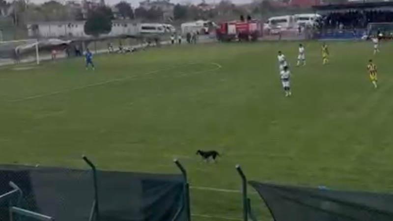 Sahaya giren köpek, maçın geçici olarak durmasına neden oldu