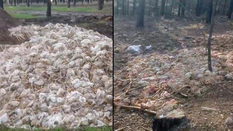 Tarsus’ta ormana çok sayıda tavuk ölüsü atıldı Tarsus’ta ormana çok sayıda tavuk ölüsü atıldı