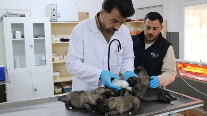 Yangında kurtarılan 6 yavru köpek tedaviye alındı