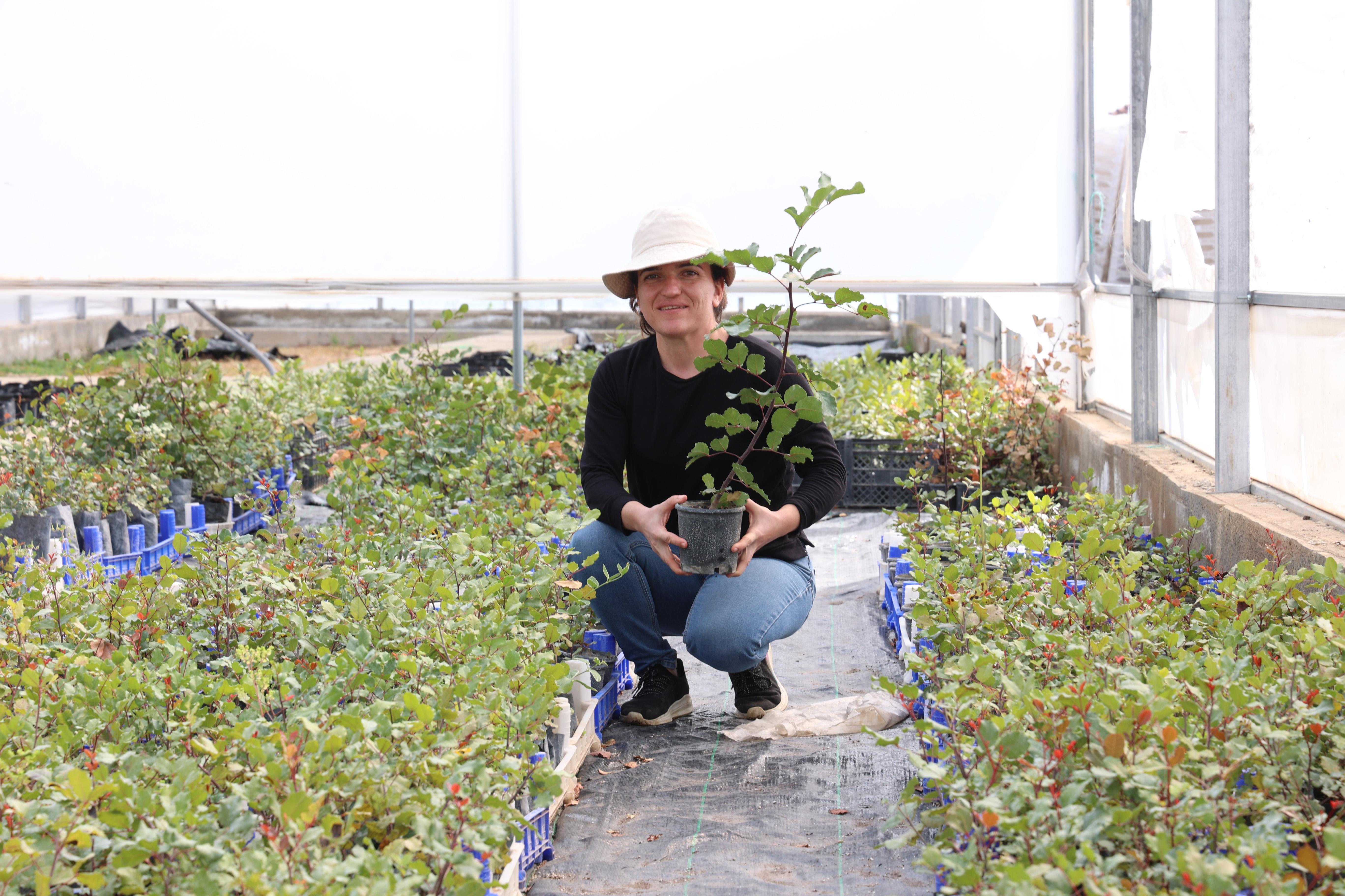 Üreticiye 5 bin keçiboynuzu fidanı dağıtılacak