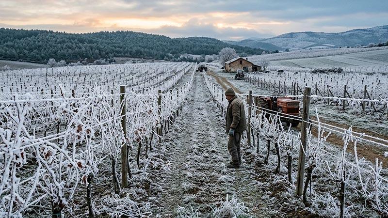 Tarım ve Orman Bakanlığından ‘zirai don’ uyarısı