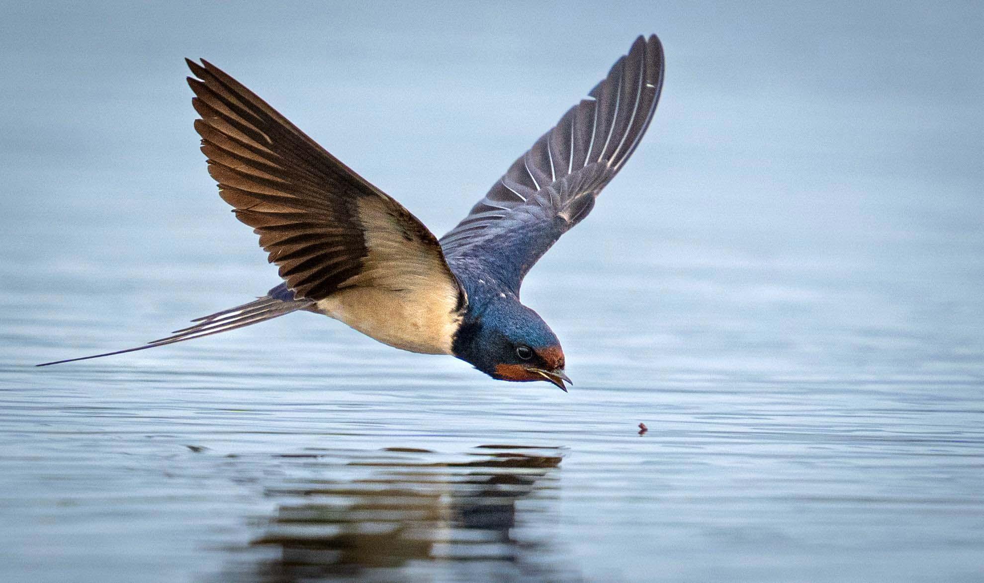 Antalya’da 3 günde 120’nin üzerinde kuş türü gözlemlendi