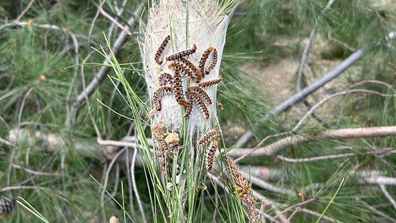 Çam kese böceğine karşı doğaya ‘terminatör böcek’ salındı