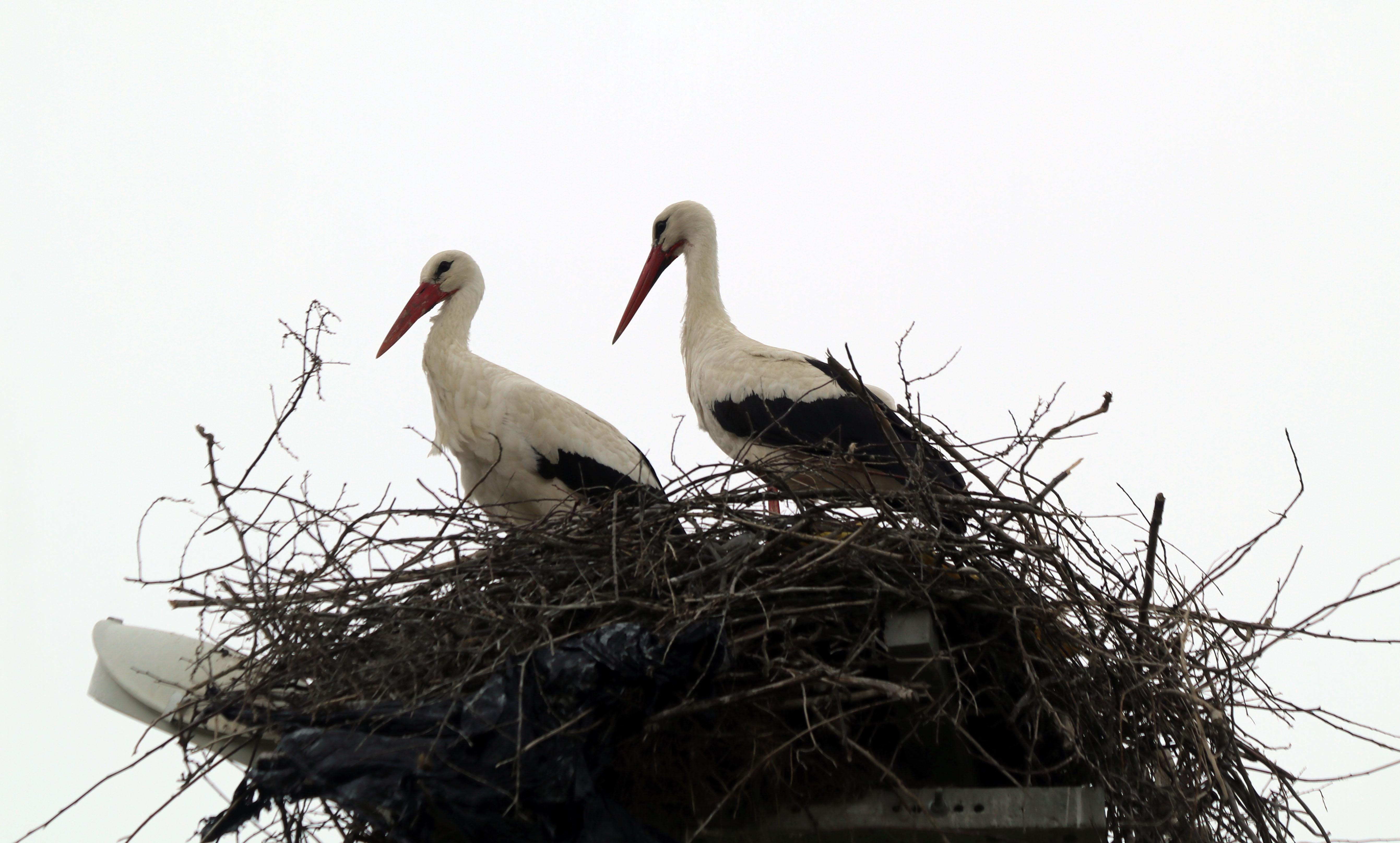 Yarıköy’ün misafirleri geldi