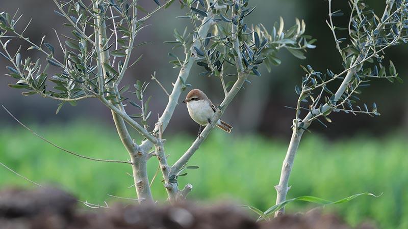 Hatay’da ilk kez Türkistan örümcekkuşu görüldü