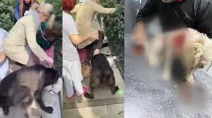 Banu Parlak’ın komşusunun köpeği Leo’nun ölümüne ilişkin davada ilk duruşma