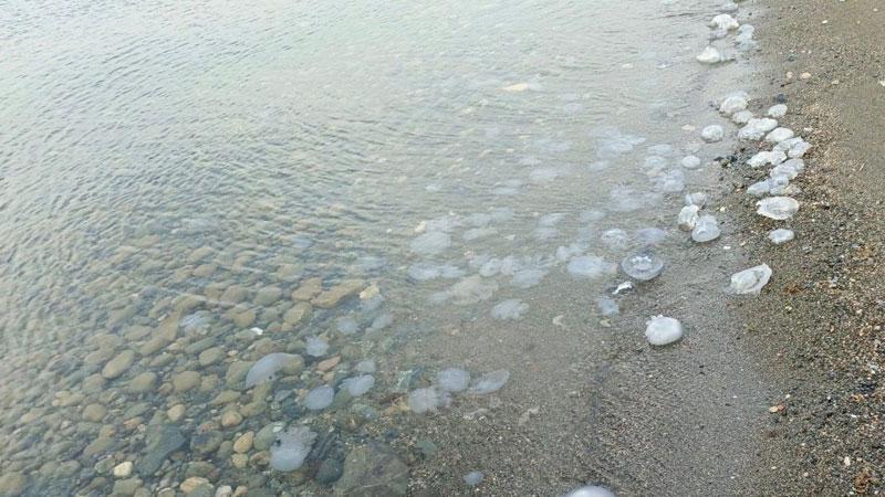 Hatay’da sahilde denizanası yoğunluğu
