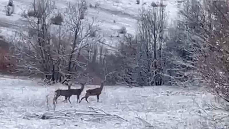 Erzincan Refahiye’de kızılgeyikler görüntülendi
