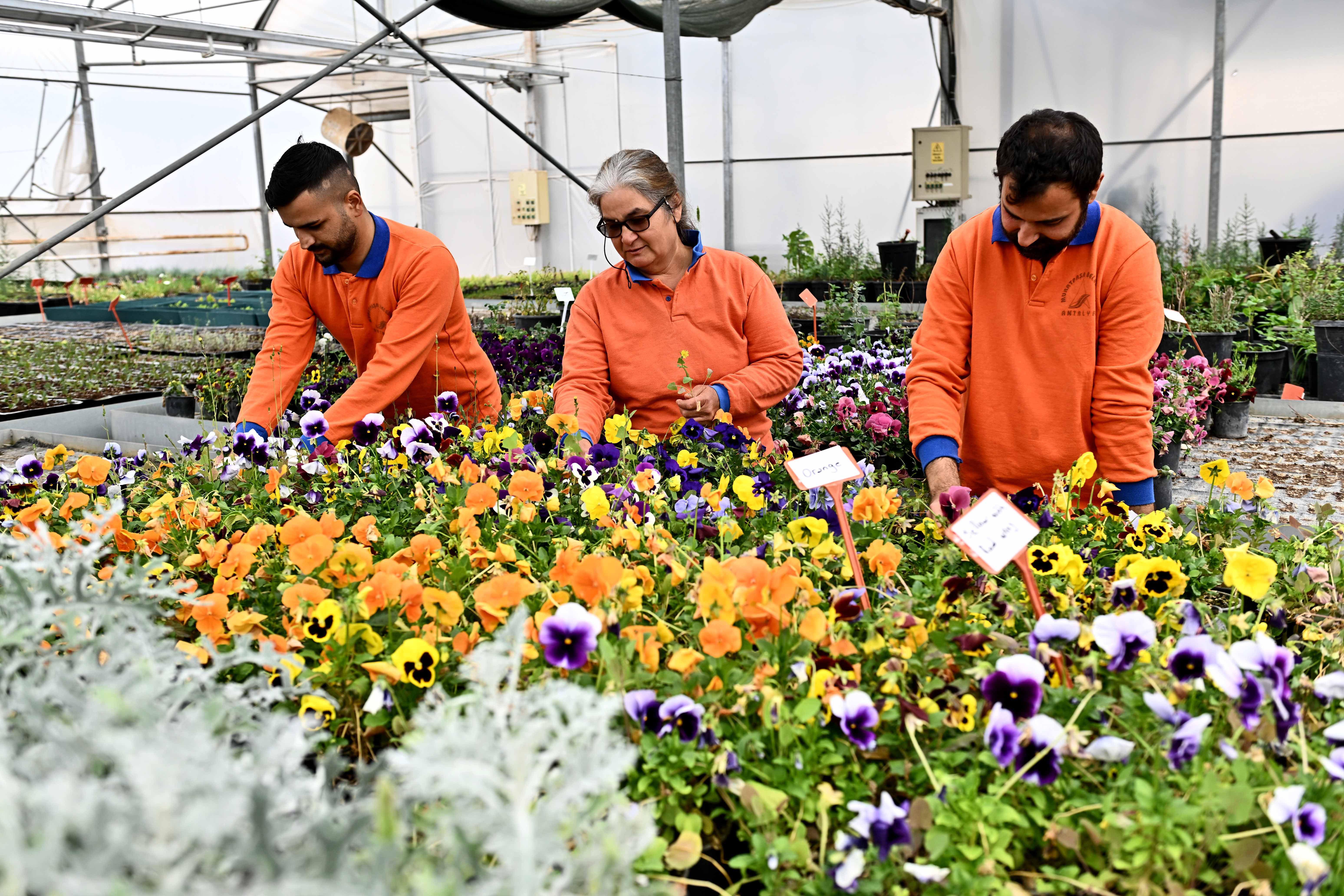 Çiçek Desenleri Günleri için 130 bin dal çiçek yetiştiriliyor
