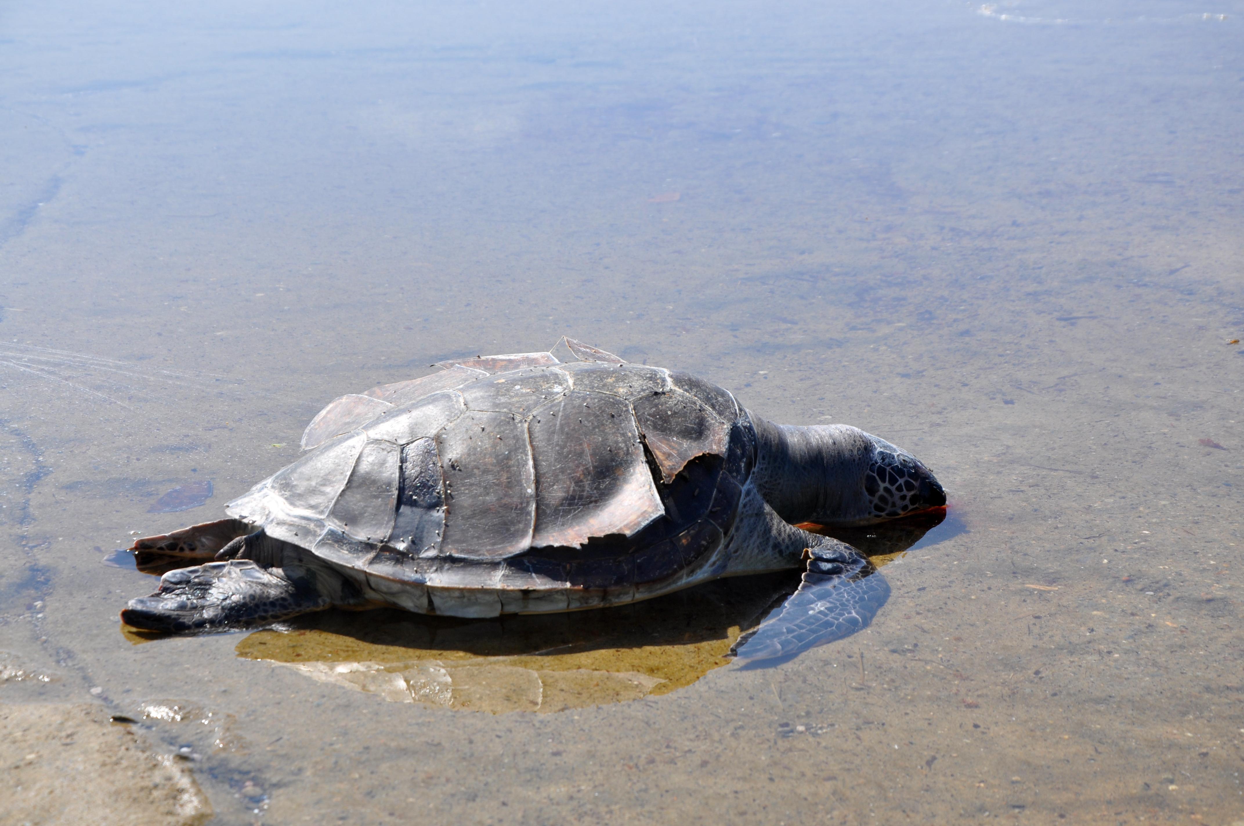 Caretta caretta ölüsü sahile vurdu