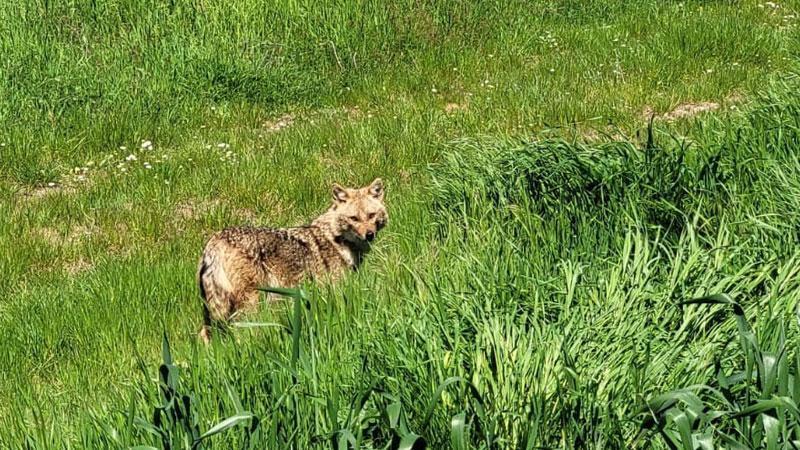 Nesli tükenme tehlikesi altındaki çakal tarlada görüntülendi