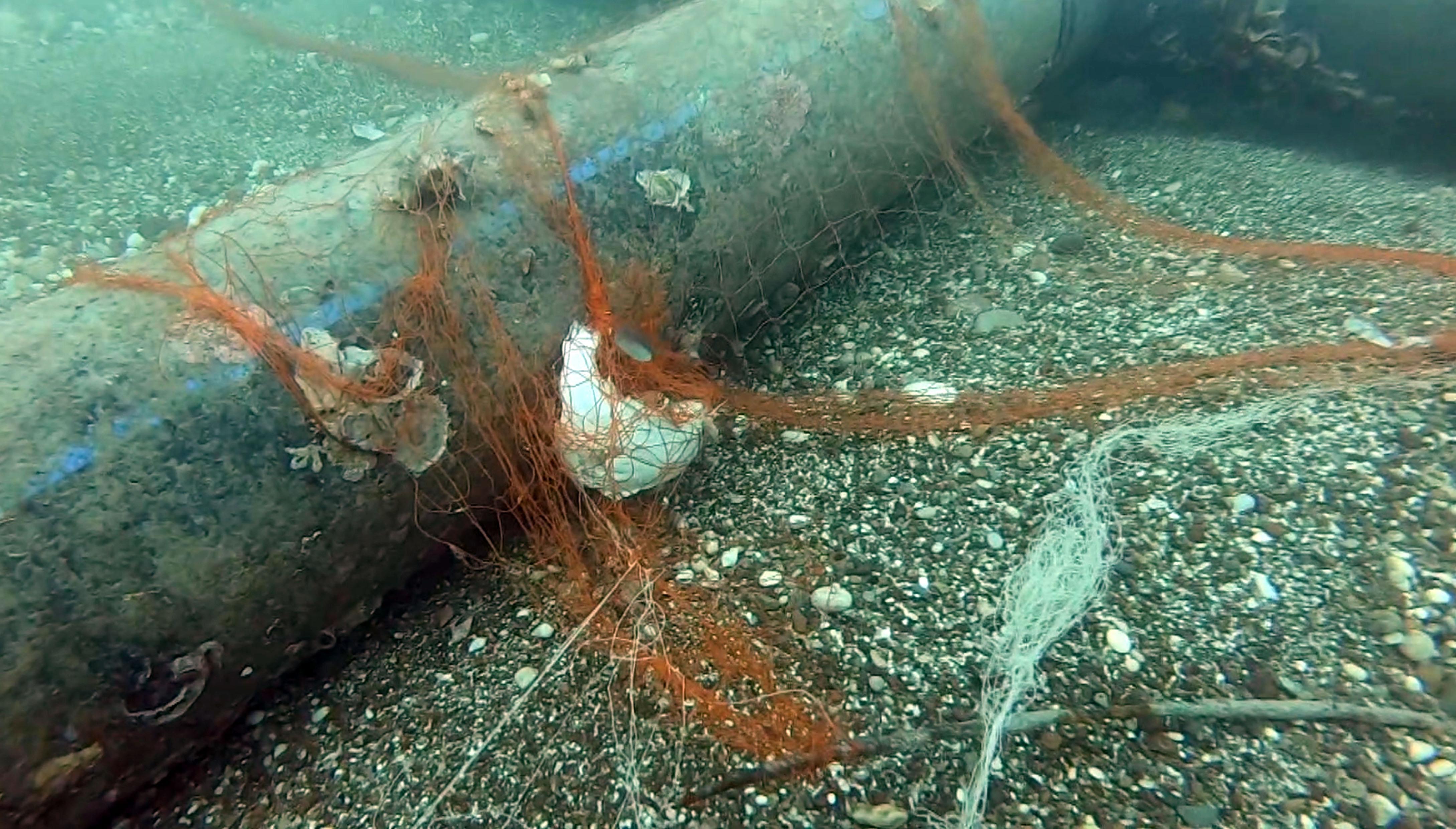 Temizlenen ‘hayalet ağlar’ ile 1,5 milyon deniz canlısı kurtarıldı