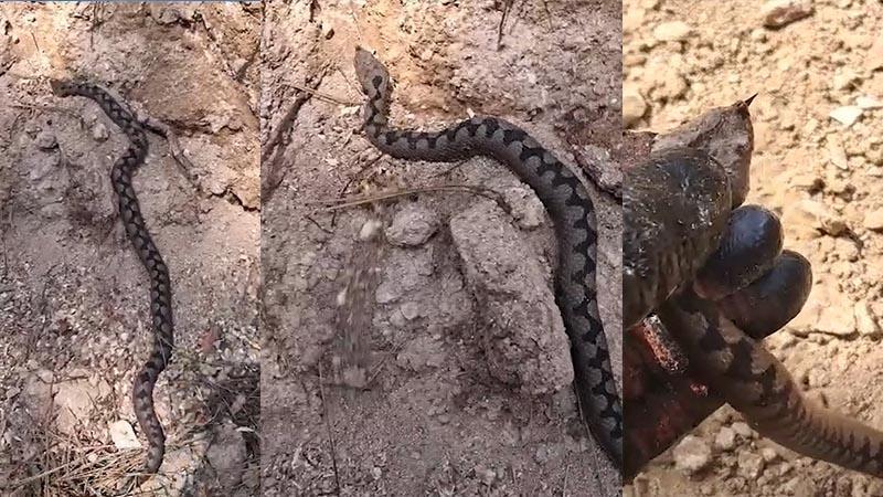 Nesli tükenme tehlikesindeki Kafkas burunlu engerek görüntülendi