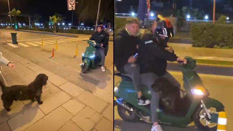 Sokak köpeği motosiklete binmek istedi; o anlar kamerada