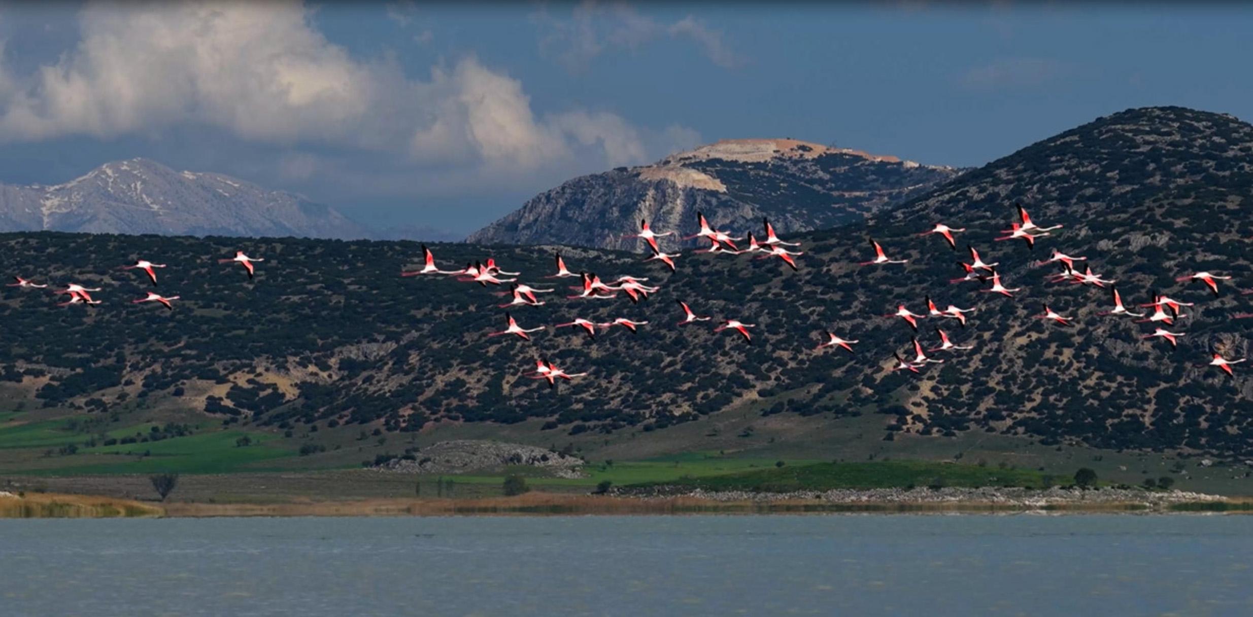 Yarışlı Gölü’ndeki flamingolar hayran bıraktı
