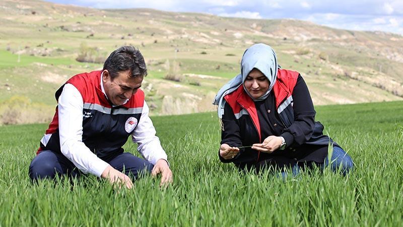 Yağışlar nedeniyle tarımda ‘sarı pas’ alarmı