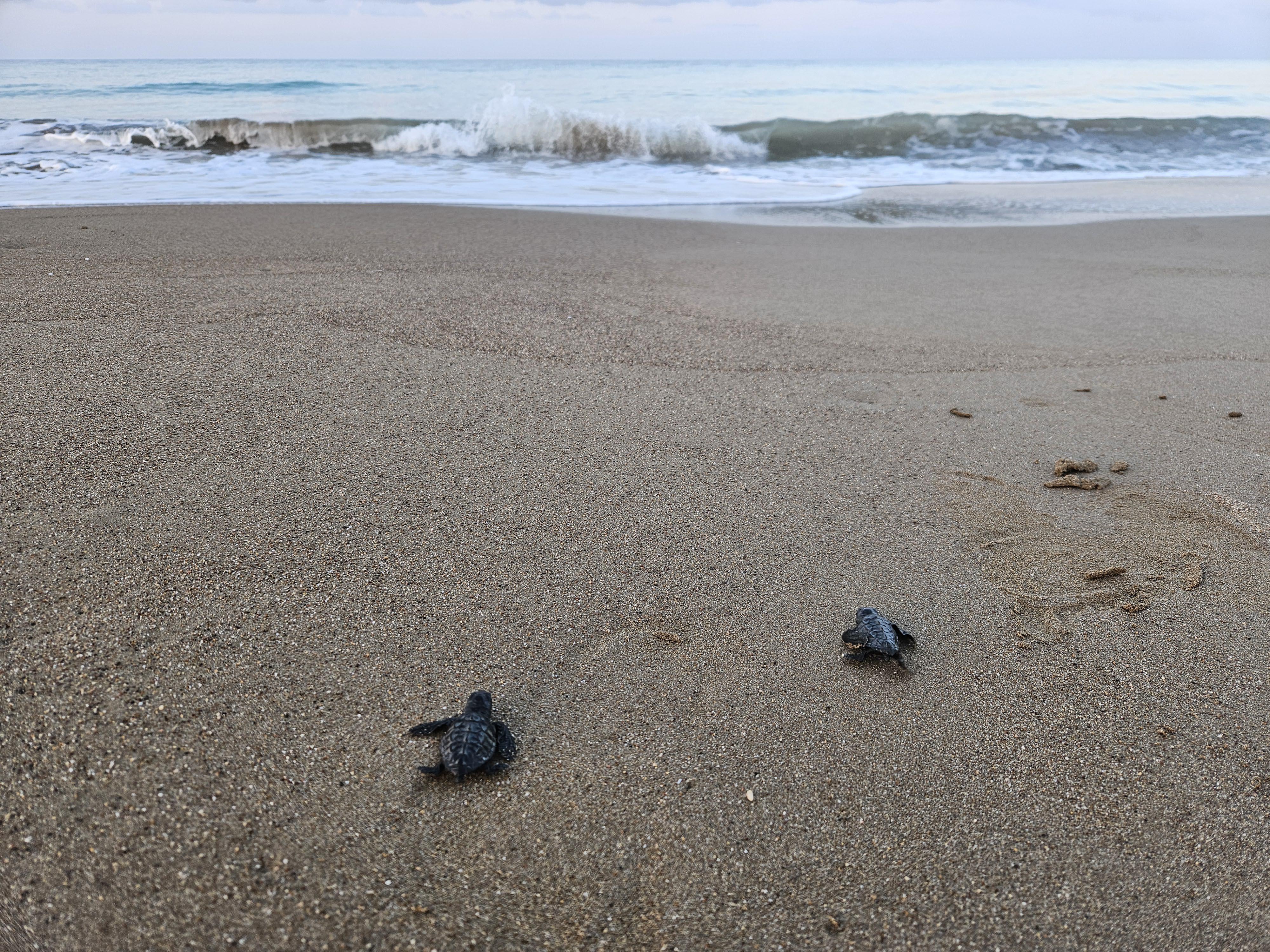 32 yıllık caretta mücadelesi; 1,5 milyon yavru denize ulaştı